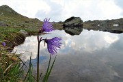 30 Soldanella della silice (Soldanella pusilla) al Laghetto di Ponteranica superiore